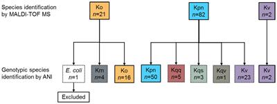 Genotypic Characterization of Clinical Klebsiella spp. Isolates Collected From Patients With Suspected Community-Onset Sepsis, Sweden
